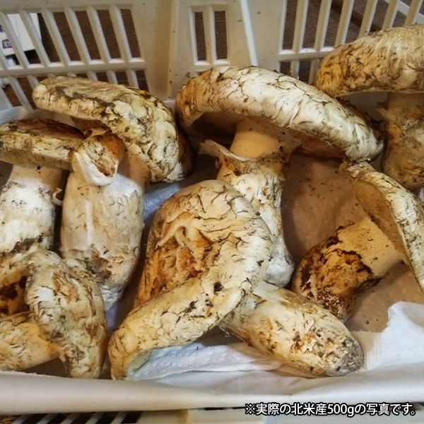 北海道 松茸 500g ③ ちかく