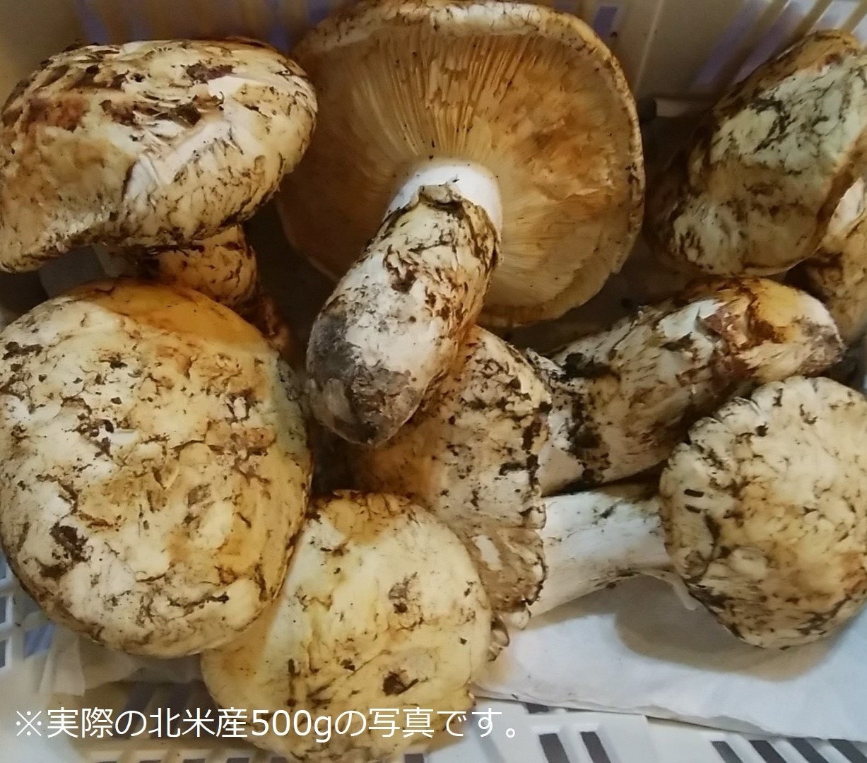北海道 松茸 500g ①