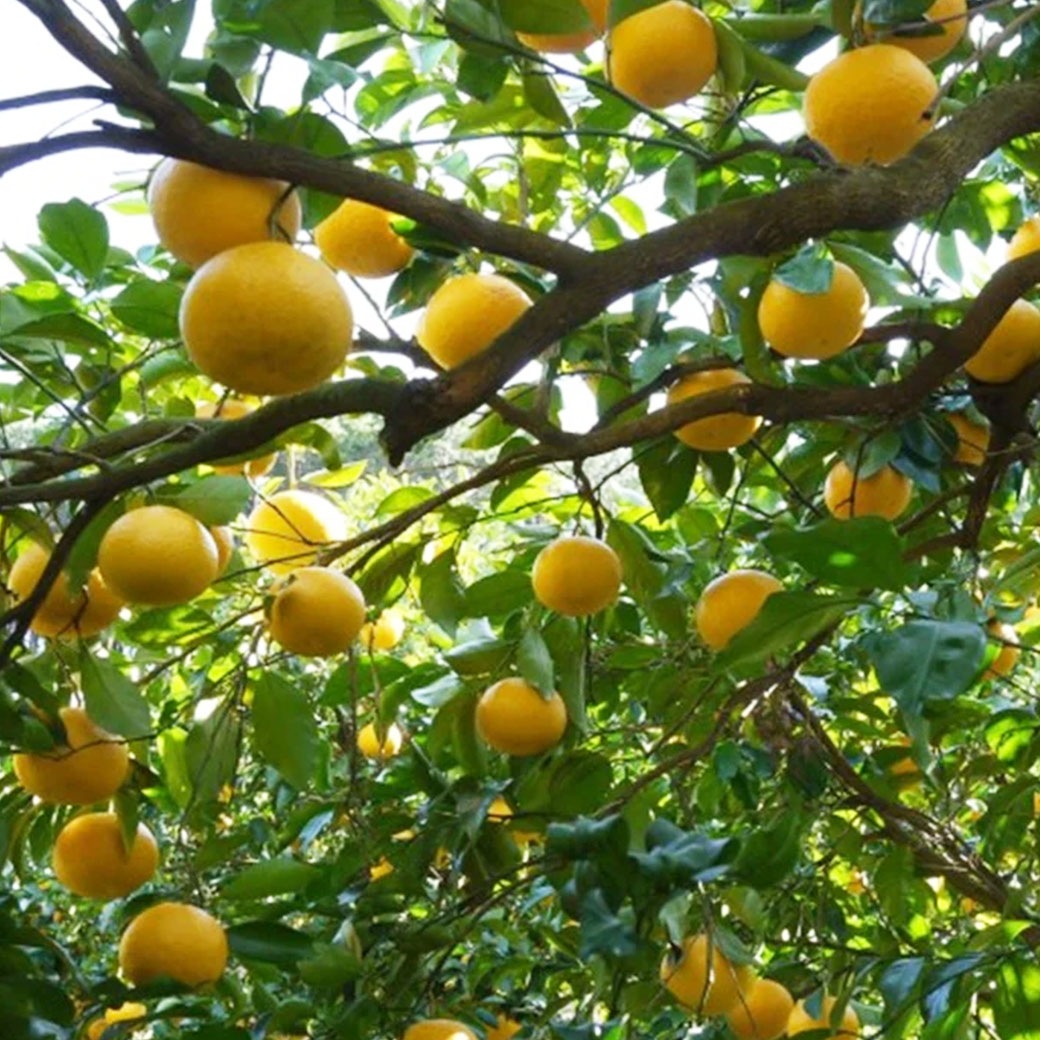【送料込】みずみずしい果肉と爽やかな酸味がたまらない！愛媛県愛南町の農園からお届け『甘夏』5kg (8～14個)