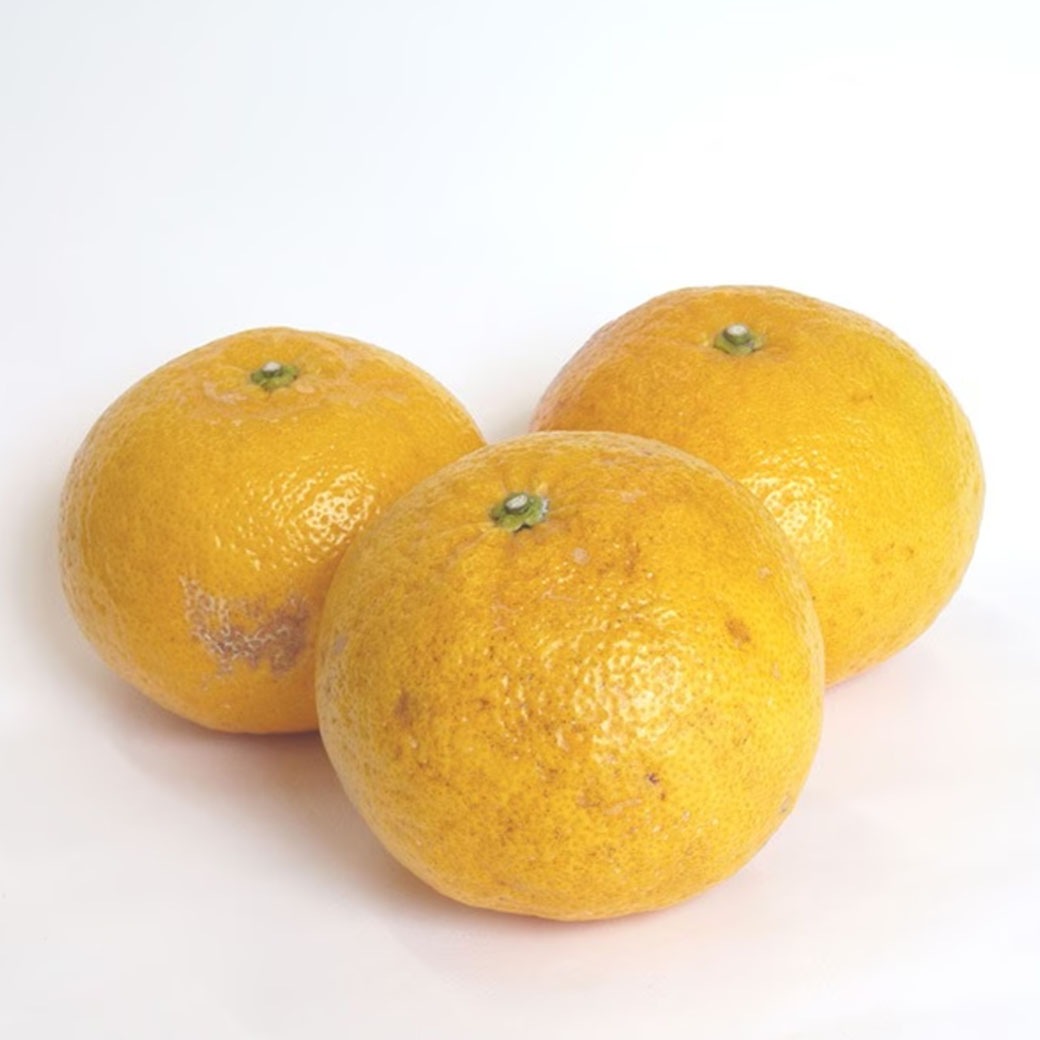 【送料込】みずみずしい果肉と爽やかな酸味がたまらない！愛媛県愛南町の農園からお届け『甘夏』ご家庭用・訳あり品 5kg (サイズ不揃い)