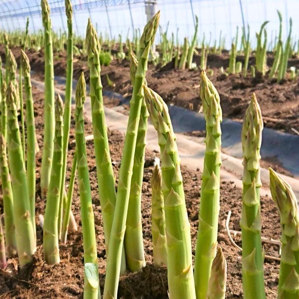 【送料込】北海道から旬の味覚！鮮度を保ってお届け『朝採りアスパラガス・無選別品』1kg箱（約30～40本入り）・2kg箱（約60～80本入り）