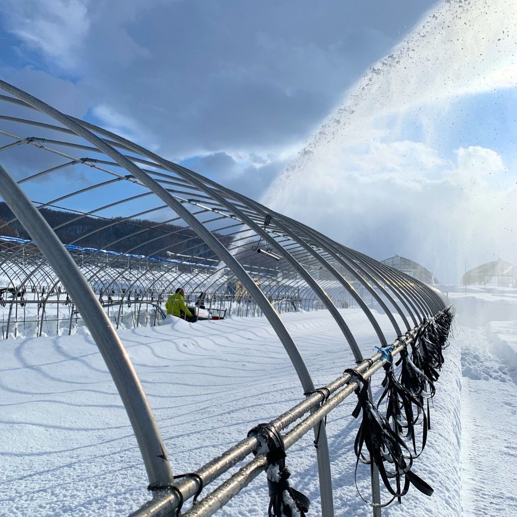 【送料込】北海道から旬の味覚！鮮度を保ってお届け『朝採りアスパラガス・無選別品』1kg箱（約30～40本入り）・2kg箱（約60～80本入り）