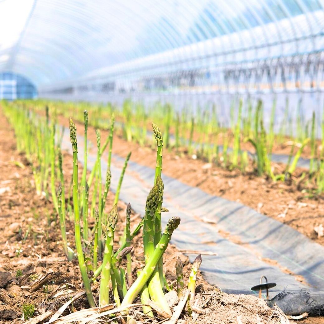 【送料込】北海道から旬の味覚！鮮度を保ってお届け『朝採りアスパラガス・無選別品』1kg箱（約30～40本入り）・2kg箱（約60～80本入り）