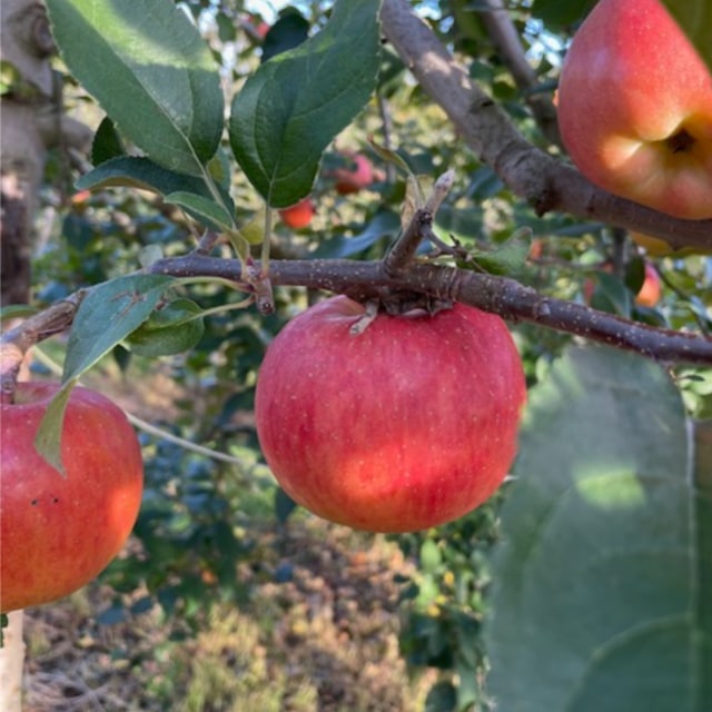 山形県大江町産「じゅわ～っと蜜入り」『こうとくリンゴ・秀以上 』約3kg（10～16玉入り）☆11/1～11/20頃出荷予定☆