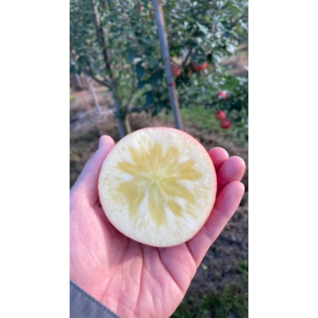 山形県大江町産「じゅわ～っと蜜入り」『こうとくリンゴ・秀以上 』約3kg（10～16玉入り）☆11/1～11/20頃出荷予定☆