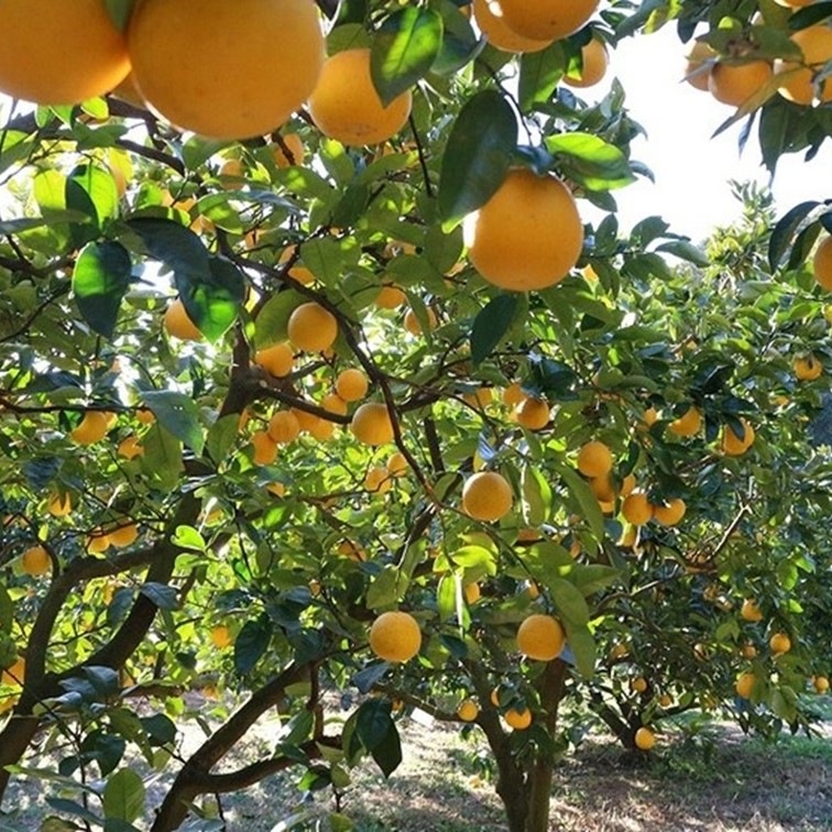 【送料込】愛媛県愛南町よりお届け！河内晩柑「愛南ゴールド 木成り完熟」 ご家庭用・訳あり品10kg(サイズ不揃い)