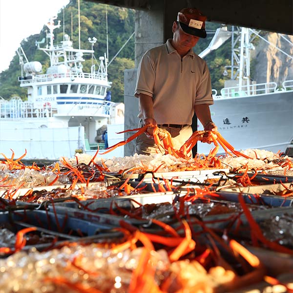 本場日本海 香住漁港水揚げ! むき香住がにセット｢棒身 300g･バラ身 300g｣/1セット