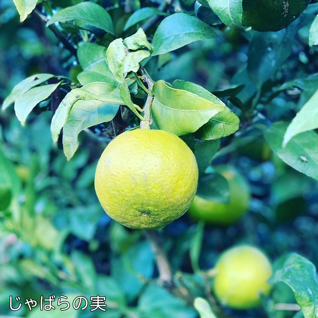 いたくらさんちのじゃばらジュレ7個セット