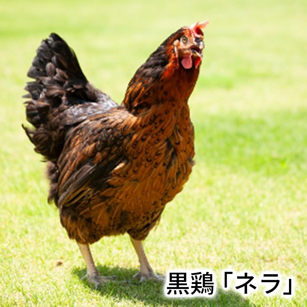 送料込】「黒鶏が生んだ極上たまご ― 水野谷鶏卵店の濃厚プレミアム卵