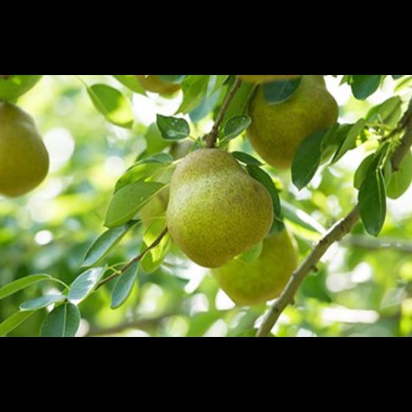 山形県中山町特産洋ナシ　ラ・フランス 3kg　約16個入り