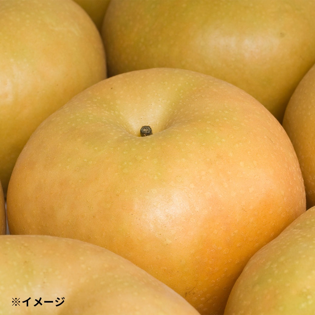 【送料込】果汁たっぷり！シャリシャリ感がたまらない！信州生まれの「南水梨」