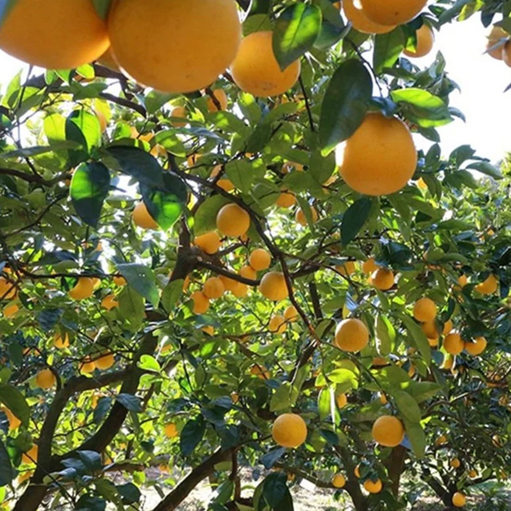 【送料込】果汁たっぷり！程よい酸味がうれしい愛媛県愛南町からお届け『河内晩柑･愛南ゴールド10kg』（中玉28～32玉）ご贈答用