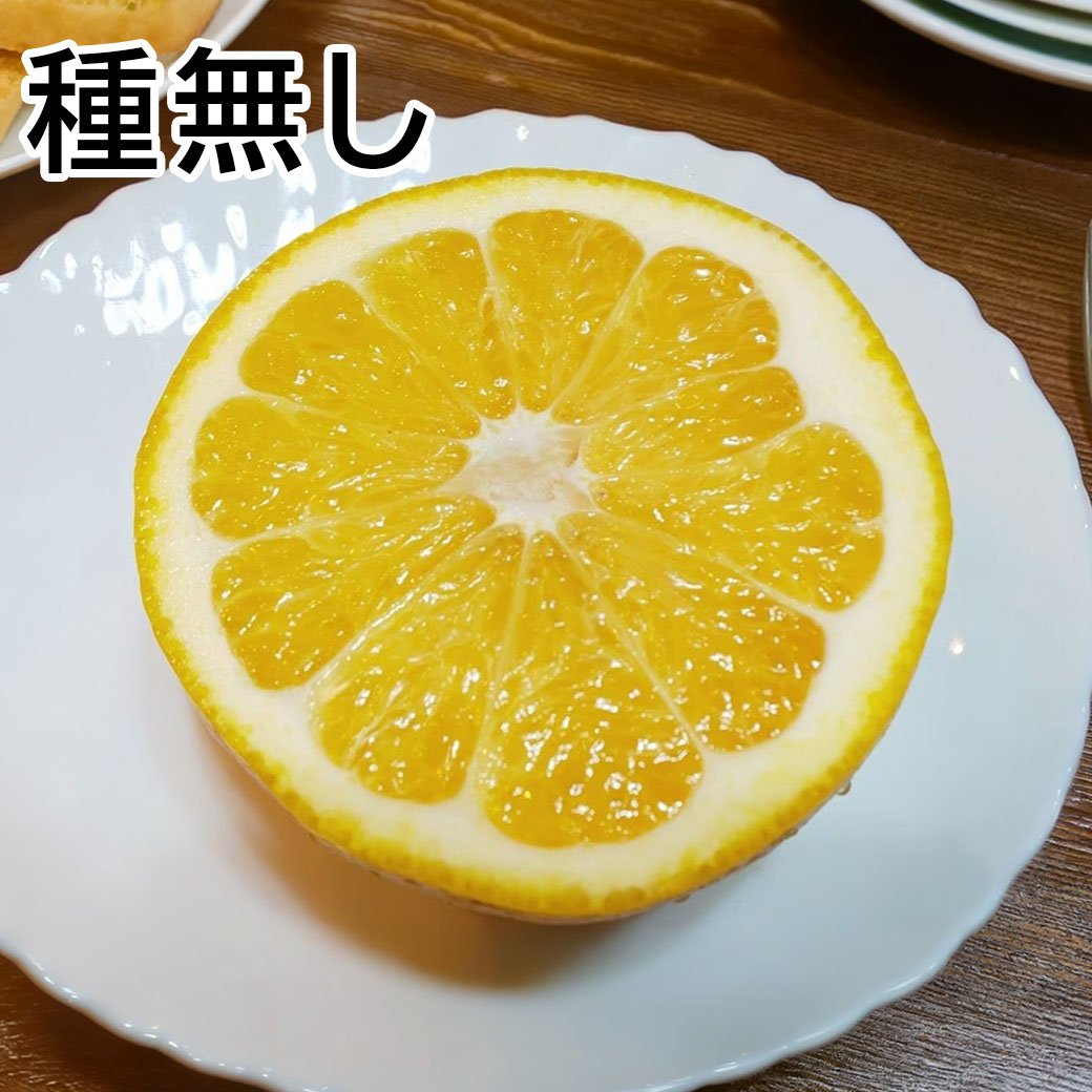 【送料込】果汁たっぷり！程よい酸味がうれしい愛媛県愛南町からお届け『河内晩柑･愛南ゴールド10kg』（中玉28～32玉）ご贈答用