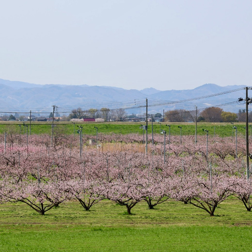 (予約販売)【送料込】限定100セットのスペシャル産直!『福島県国見町・桑折町産の贈り桃』(約2kg)平均糖度は13度以上!ご自宅用はもちろん、大切な方への贈り物に!信頼できる生産者の桃を選びたい方へ!