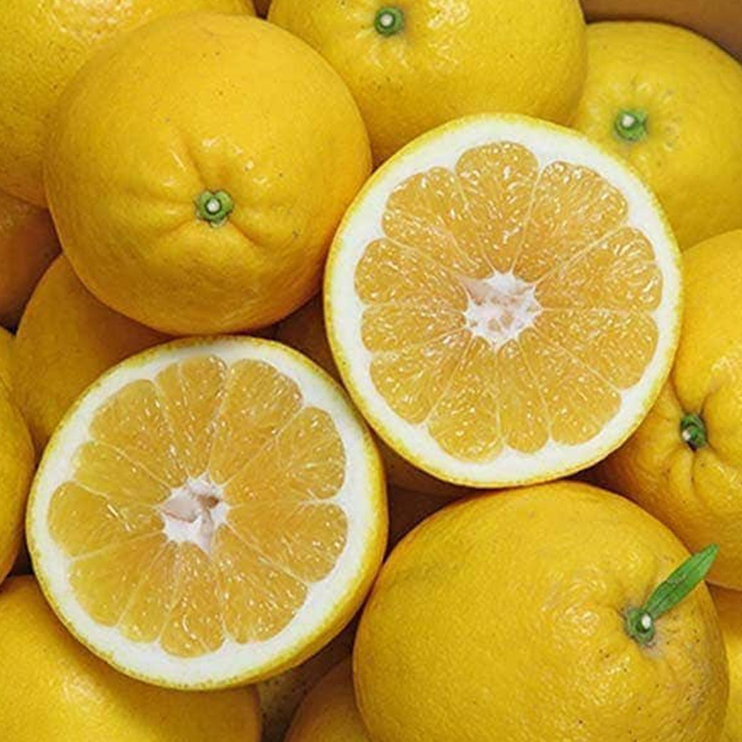 【送料込】果汁たっぷり！程よい酸味がうれしい愛媛県愛南町からお届け『河内晩柑･愛南ゴールド10kg』（中玉28～32玉）ご家庭用・訳あり品