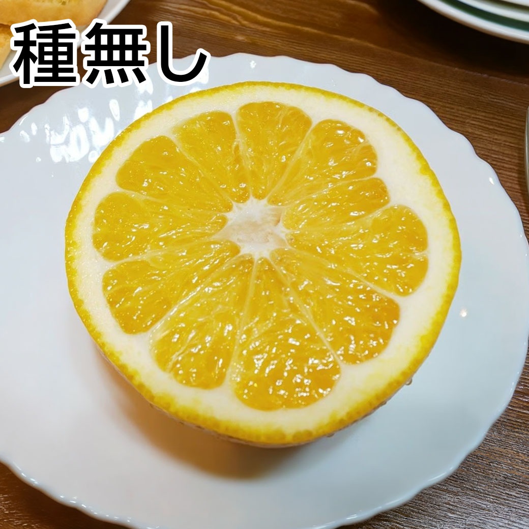 【送料込】果汁たっぷり！程よい酸味がうれしい愛媛県愛南町からお届け『河内晩柑･愛南ゴールド10kg』（中玉28～32玉）ご家庭用・訳あり品