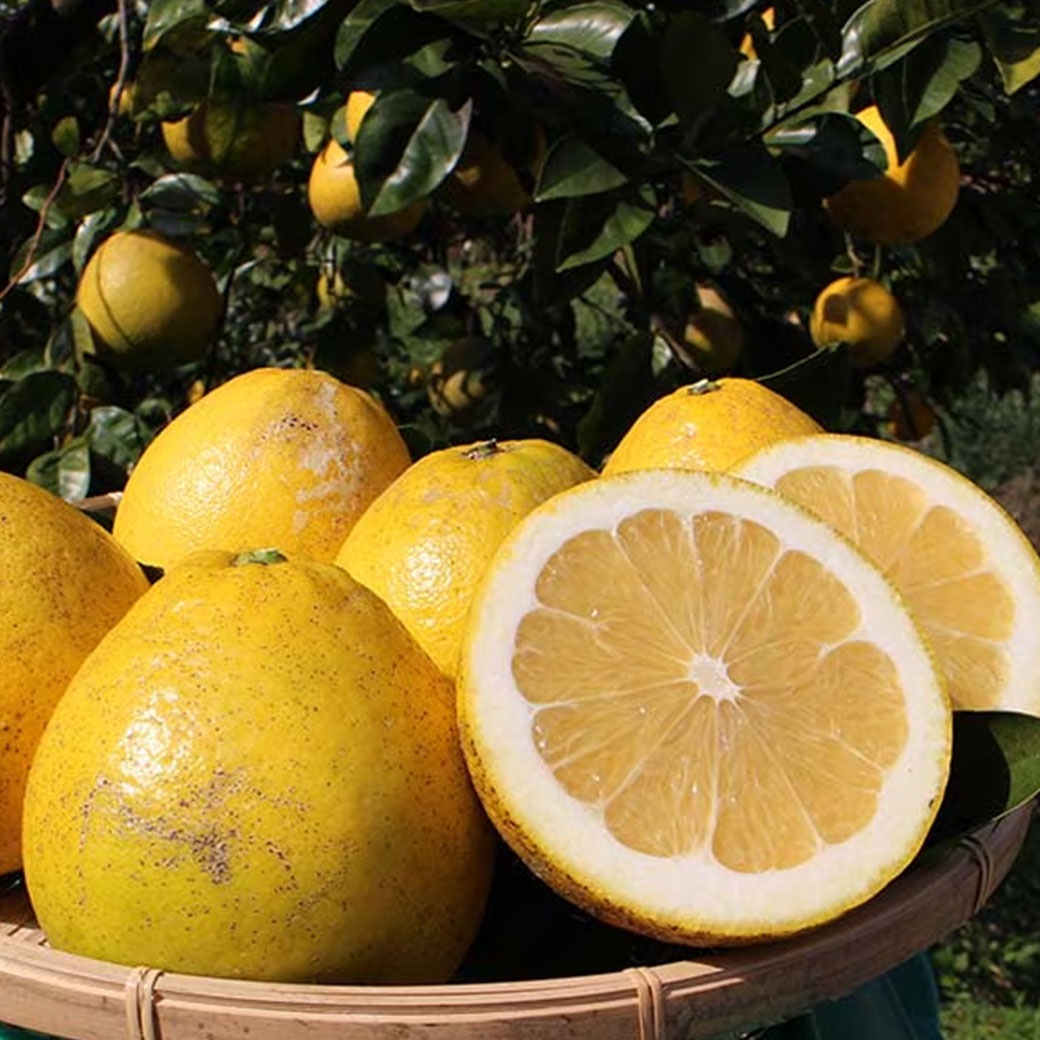 【送料込】果汁たっぷり！程よい酸味がうれしい愛媛県愛南町からお届け『河内晩柑･愛南ゴールド10kg』（中玉28～32玉）ご家庭用・訳あり品