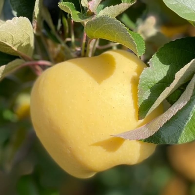 山形県から希少りんごをお届け！「蜜入り 大江はるかリンゴ」約2.5kg(6