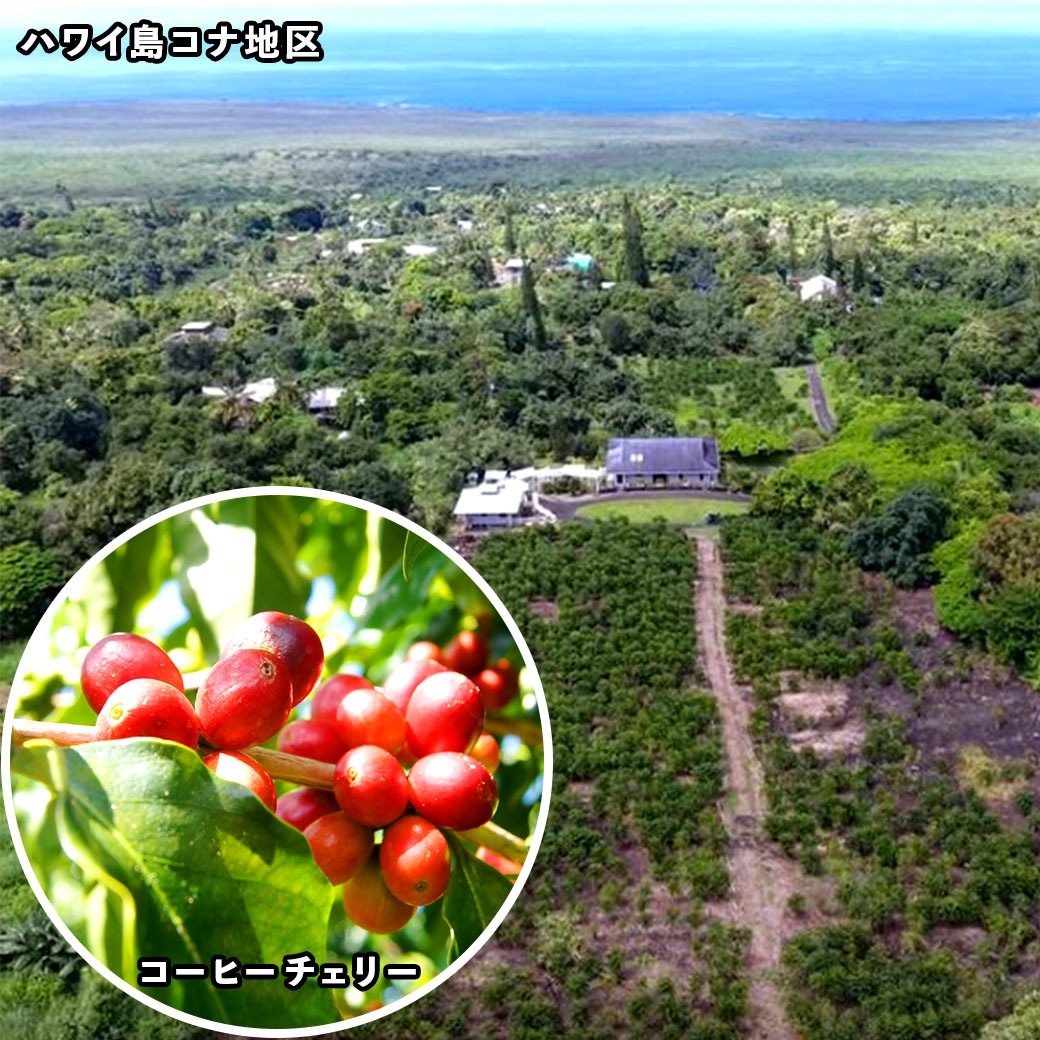 リルジーンファーム ハワイ100％コナコーヒードリップ （専用箱5袋入り）2箱～5箱 セット