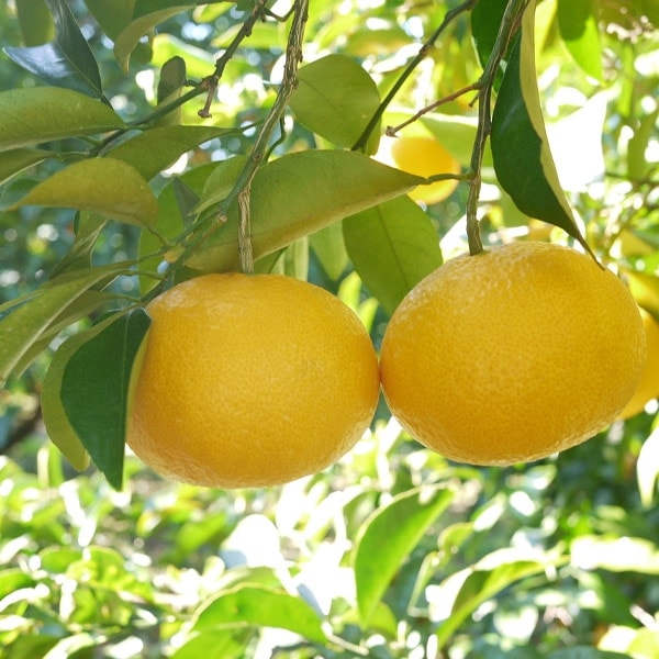 【送料込】愛媛県愛南町 農園から直送!『甘夏』ご家庭用・訳あり品 5kg (サイズ不揃い)