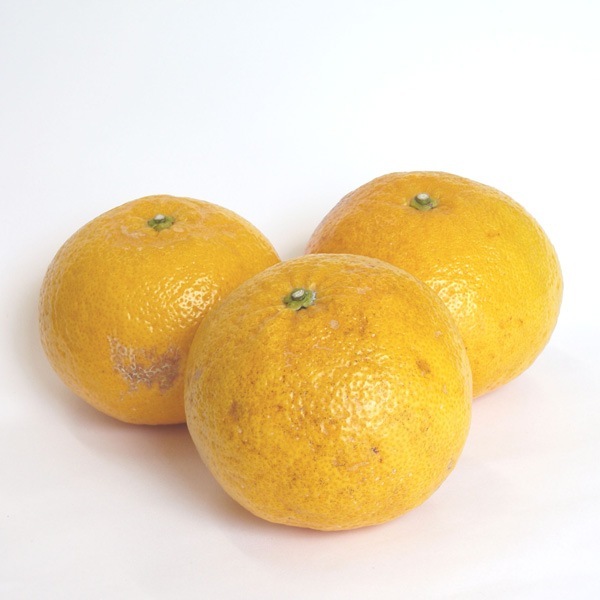 【送料込】愛媛県愛南町 農園から直送!『甘夏』ご家庭用・訳あり品 5kg (サイズ不揃い)