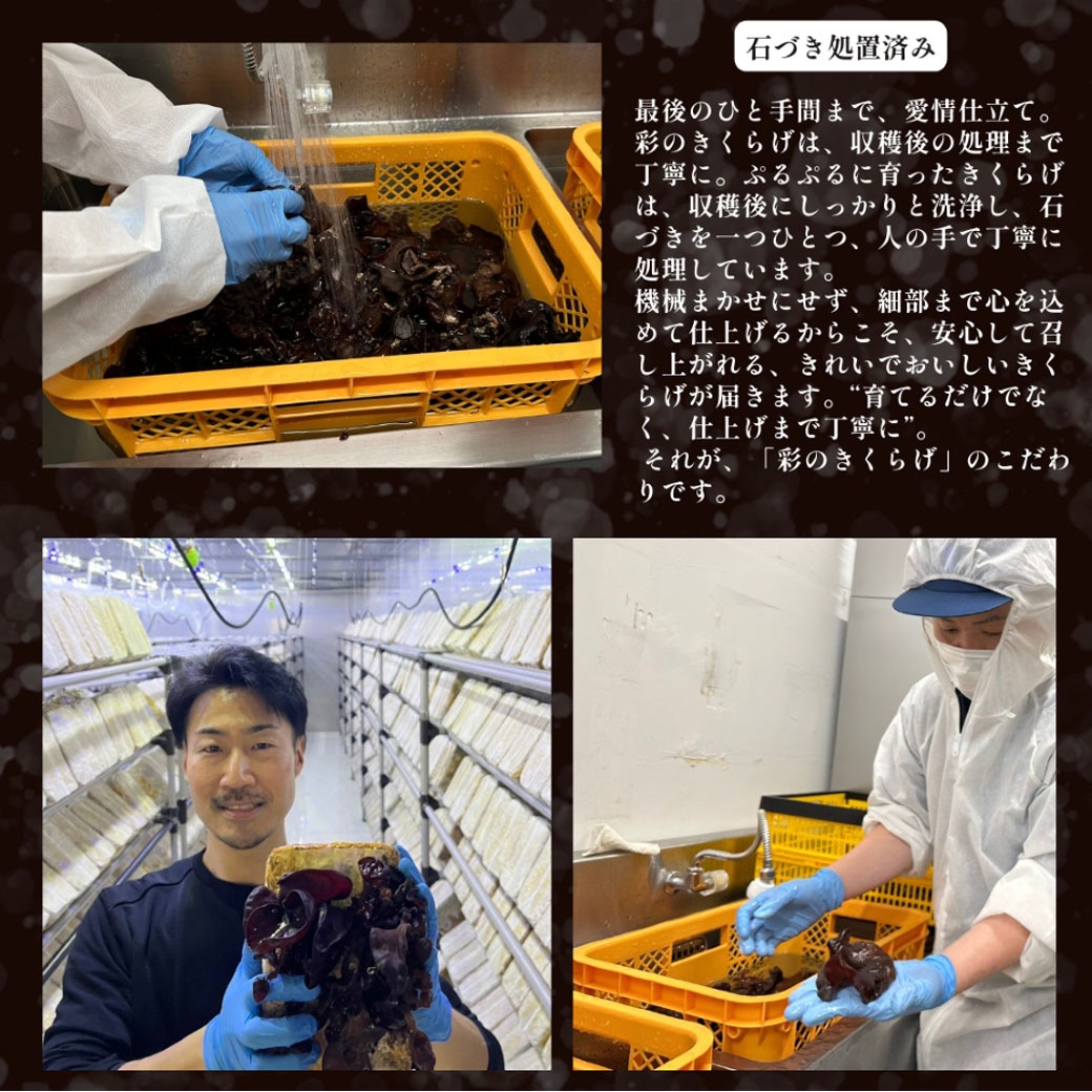 新登場！【送料込】『彩のきくらげ オリジナルセット』（生きくらげ×１・乾燥きくらげ×２・きくらげ加工品×１種）