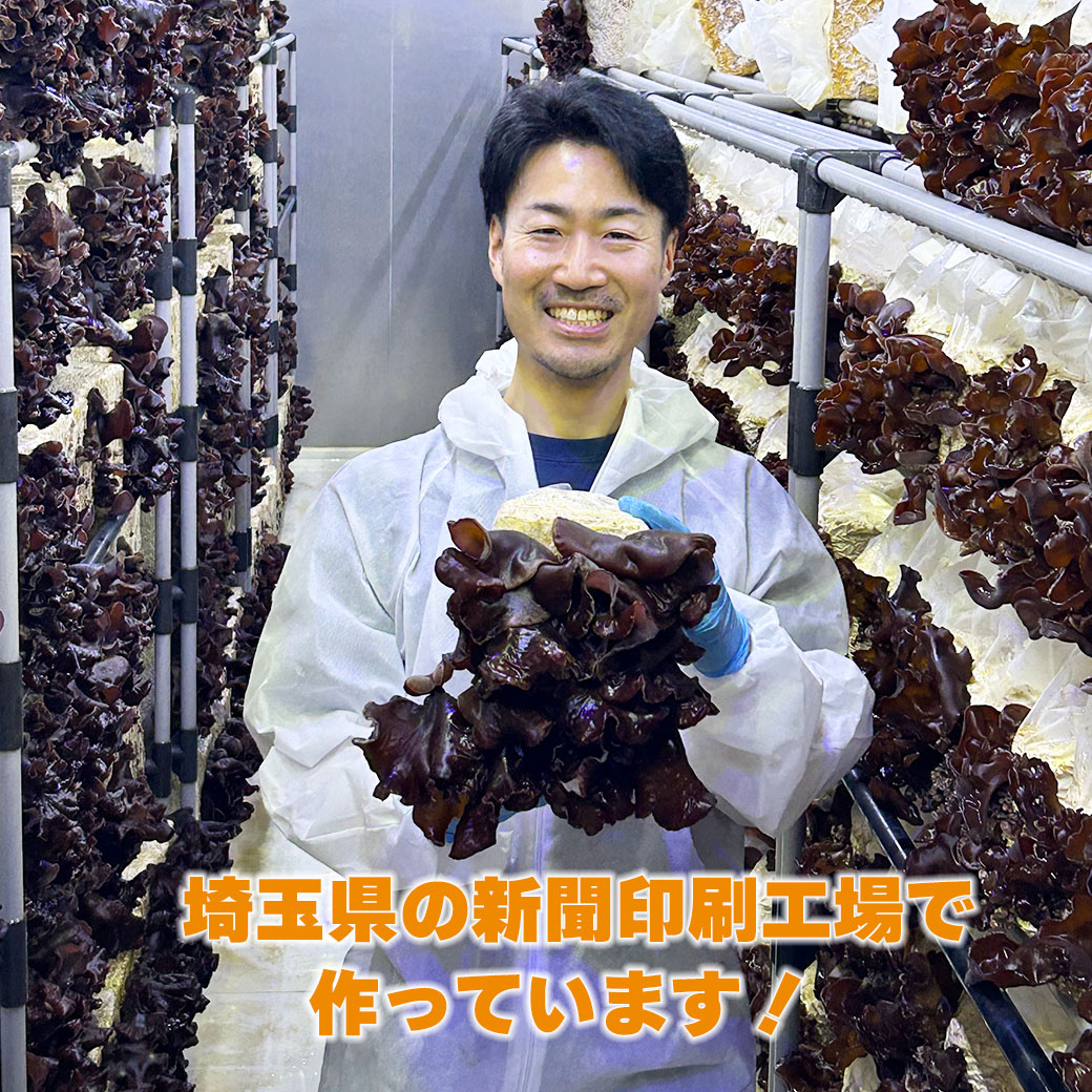 新登場！【送料込】『彩のきくらげ オリジナルセット』（生きくらげ×１・乾燥きくらげ×２・きくらげ加工品×１種）