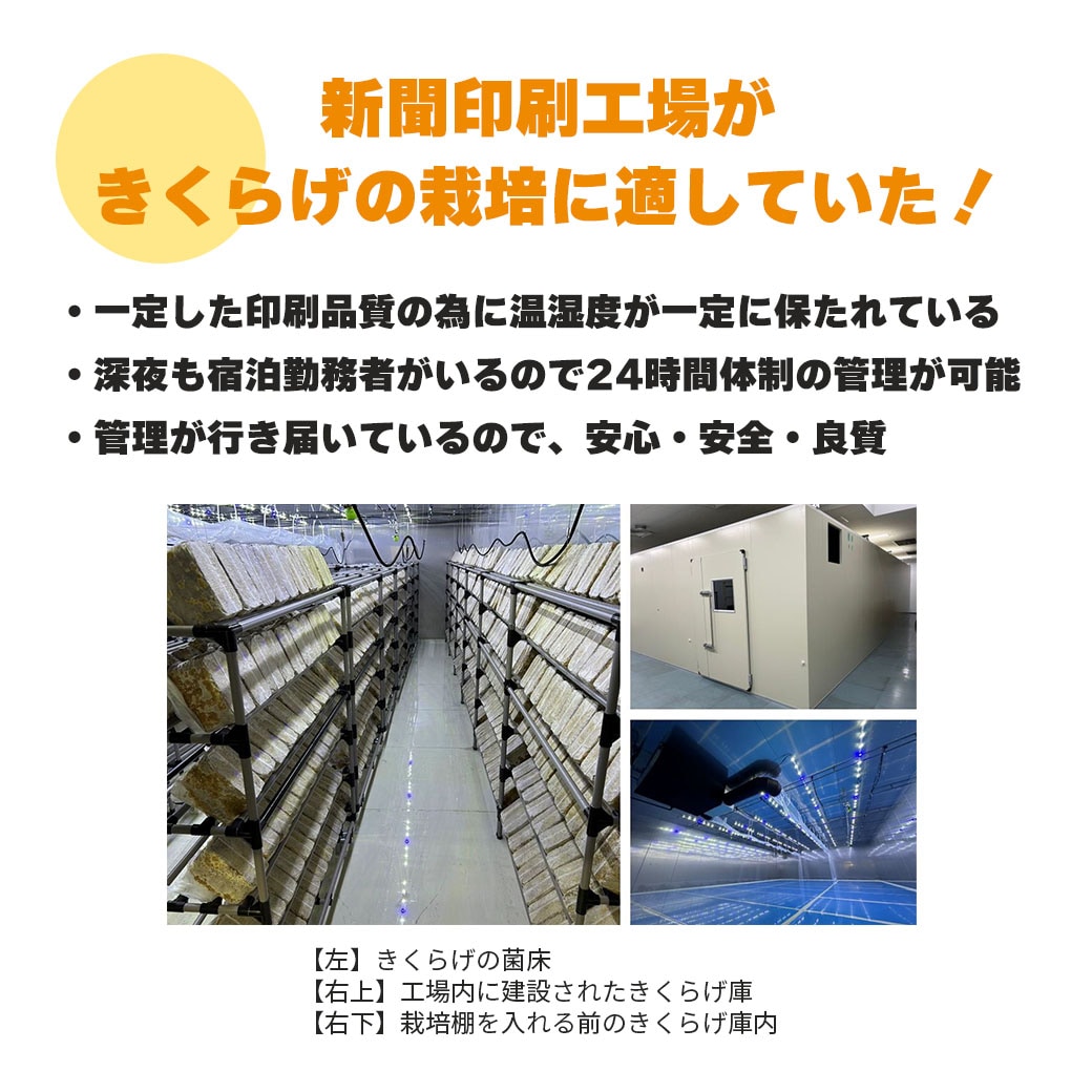 新登場！【送料込】『彩のきくらげ オリジナルセット』（生きくらげ×１・乾燥きくらげ×２・きくらげ加工品×１種）