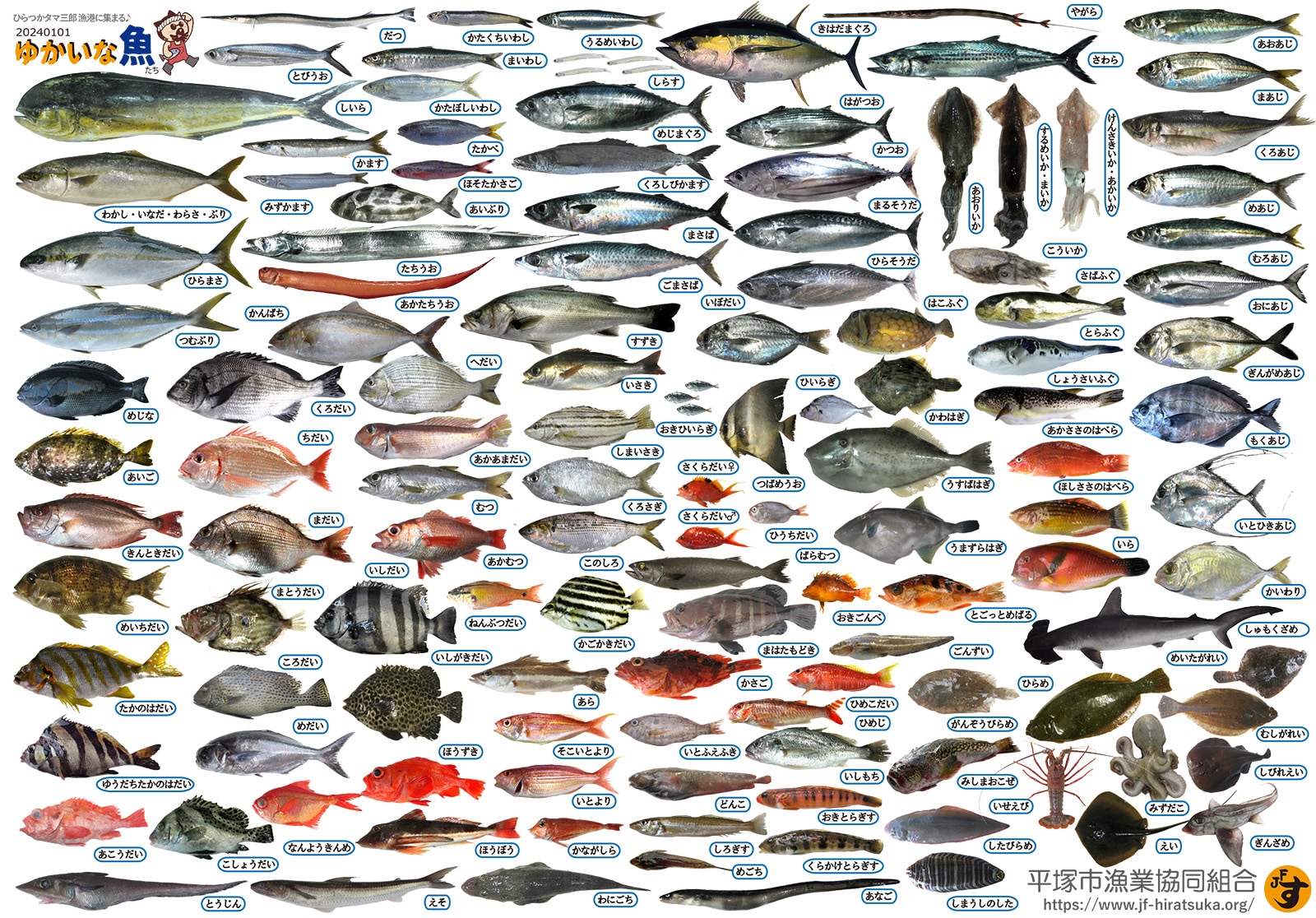関東地区限定】湘南・平塚漁港直送 朝どれ鮮魚直送便 タマ三郎おすすめ