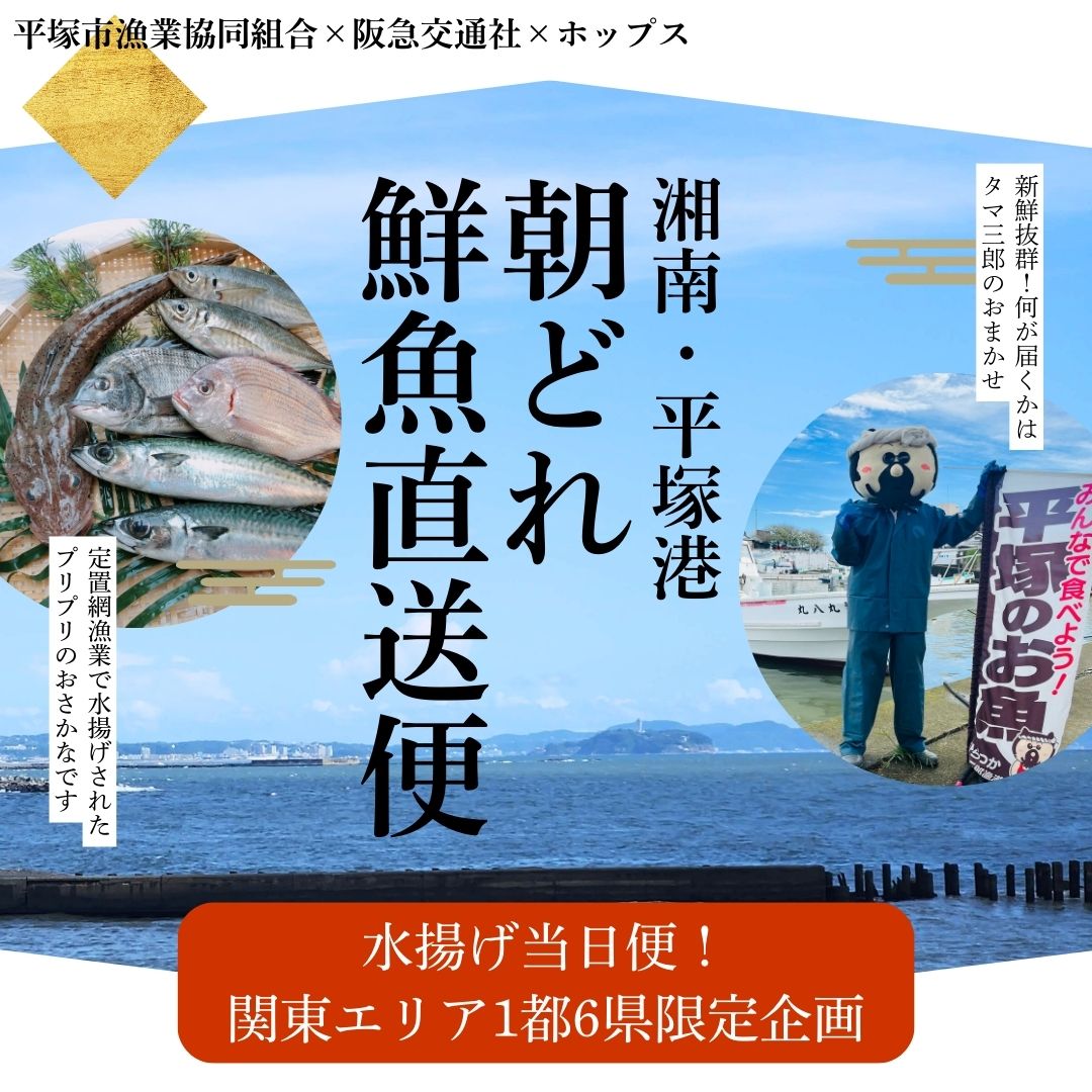 関東地区限定】湘南・平塚漁港直送 朝どれ鮮魚直送便 タマ三郎おすすめ