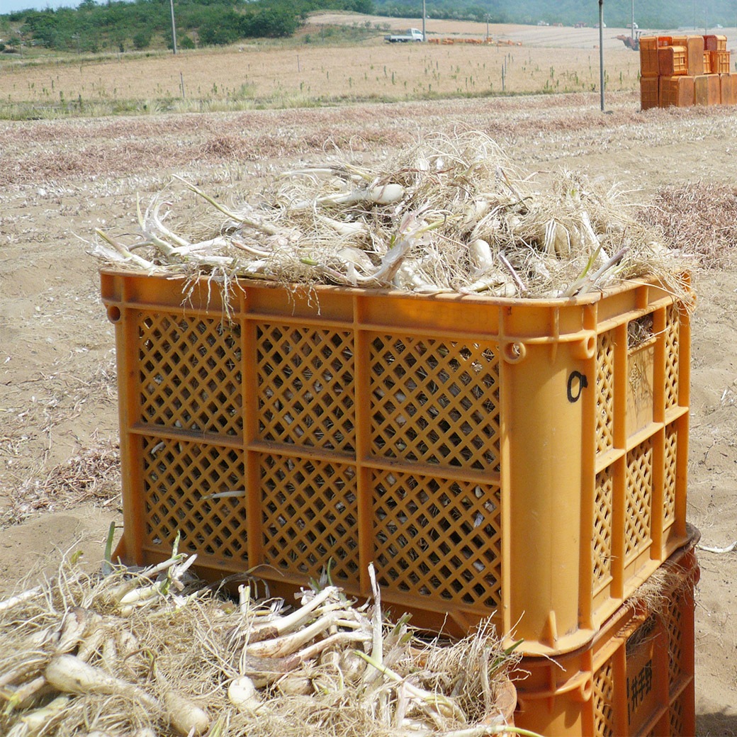 【送料込】透き通る白さ！『砂丘らっきょう』≪らっきょう漬け（甘酢漬・ピリ辛・醤油たまり漬・国産生姜入り）4種組み合わせ≫