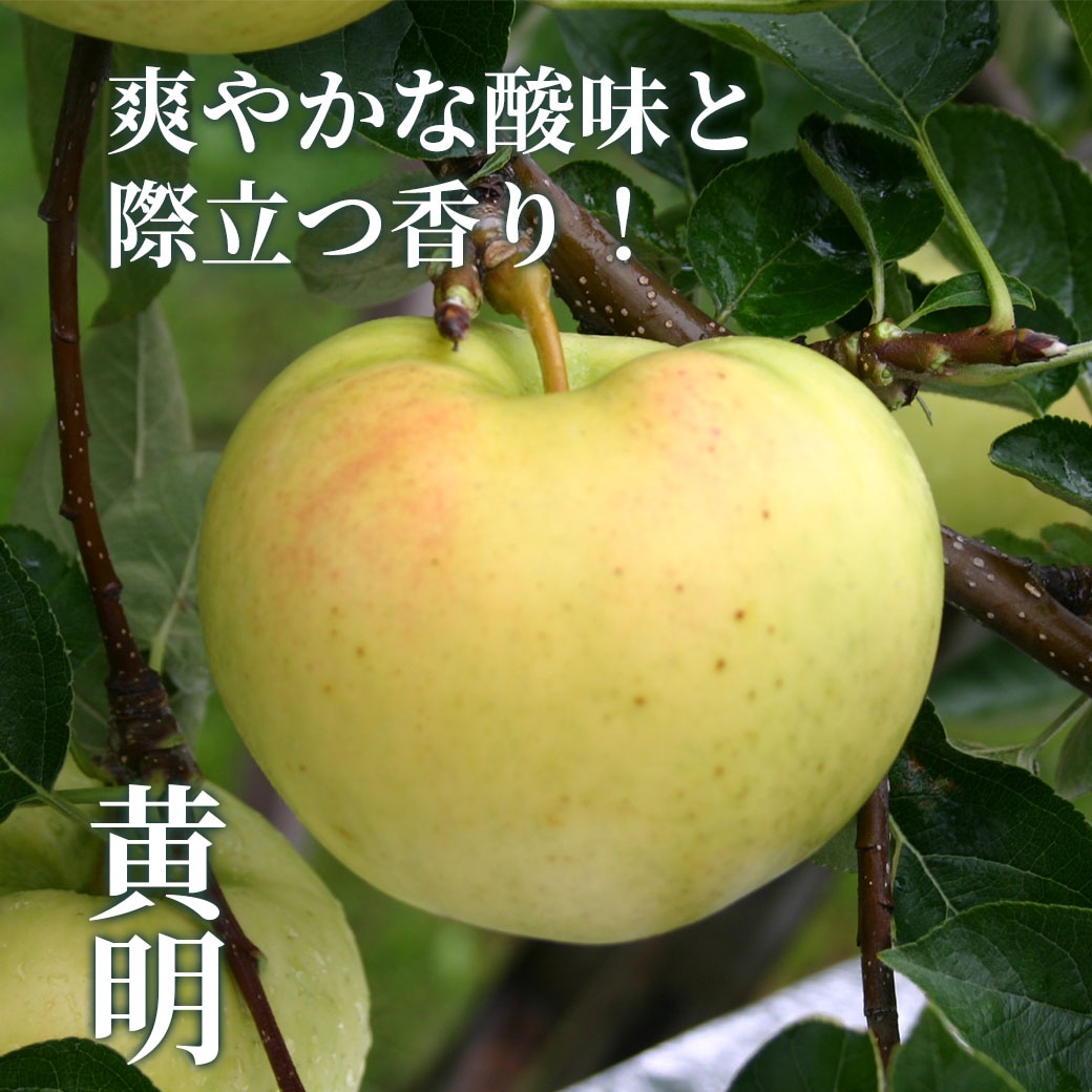 今季初りんご！青森県りんご『希少品種食べ比べセット』（つがりあんアップル3種：「黄輝」・「幸寿」・「黄明」）　限定100セット！産地直送！【贈答用：3kg、5kg】おまとめ買いがお得！（4箱までなら何箱買っても送料一律1,200円！－ただしお届け場所は同一1か所、同一kgの箱に限ります）