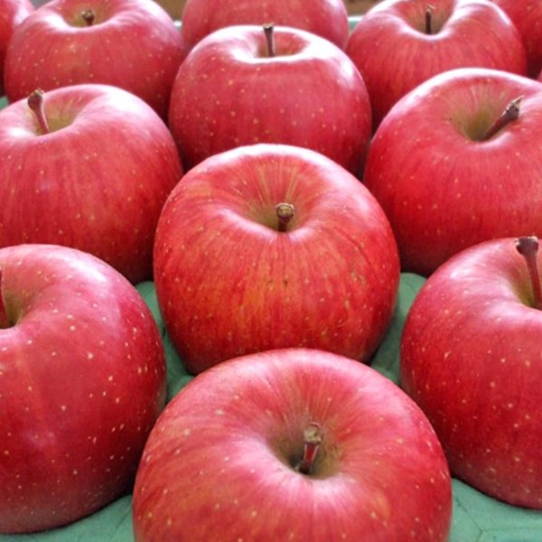 青森県りんご「サンふじ」　産地直送！【ご家庭向き：10kg】　おまとめ買いがお得！（2箱買っても送料一律1,200円！－ただしお届け場所は同一1か所、同一kgの箱に限ります）