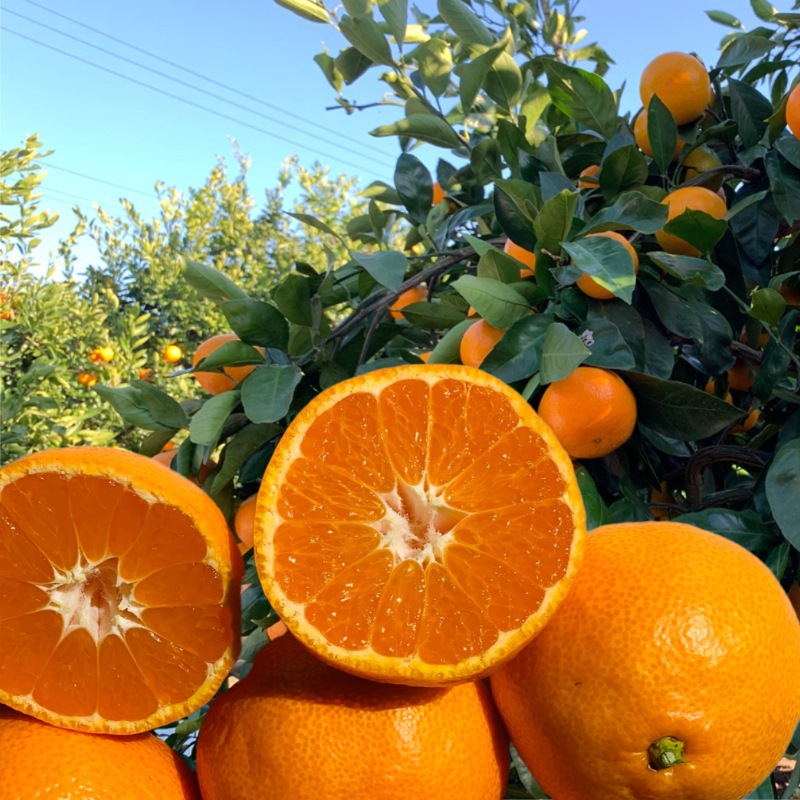 いたくら農園 テロワールみかん 果樹園直送 3kg（お試し用）/6kg