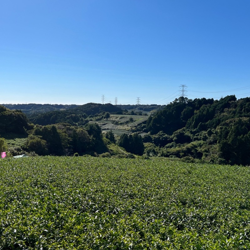 いたくら農園 テロワールみかん 果樹園直送 3kg（お試し用）/6kg