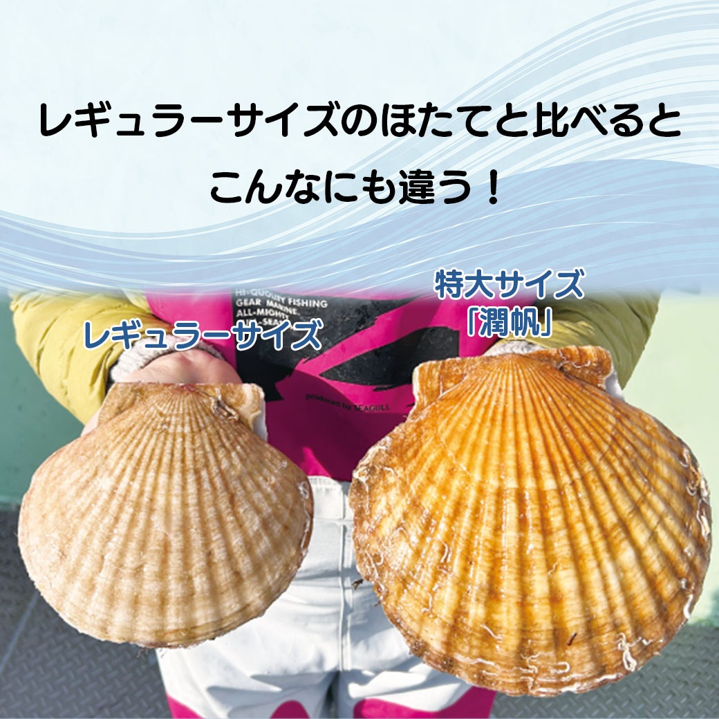送料込】『びっくり！特大活ほたて【潤帆】（殻付き）3枚セット