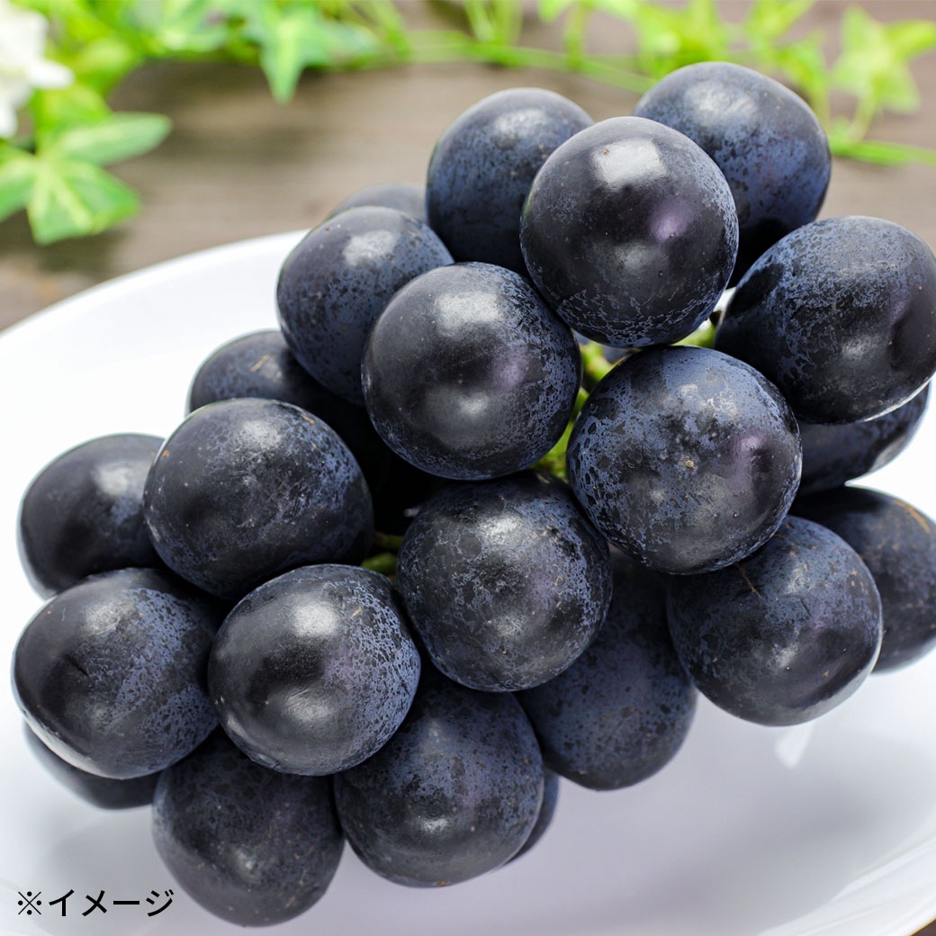 【送料込】濃厚な甘みと皮と実のパリッと感がたまらない！『信州産 ナガノパープル（秀品/２房/計１kg）』
