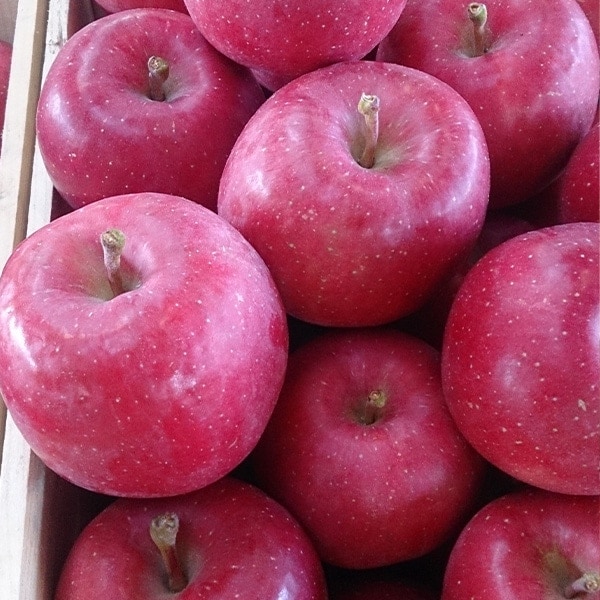 🍎☆2025年秋販売予定☆🍎青森県りんご　人気の2品種！詰合せ　「サンふじ・王林」　産地直送！【ご贈答向き：10kg】　おまとめ買いがお得！（2箱買っても送料一律1,100円！－ただしお届け場所は同一1か所、同一kgの箱に限ります）
