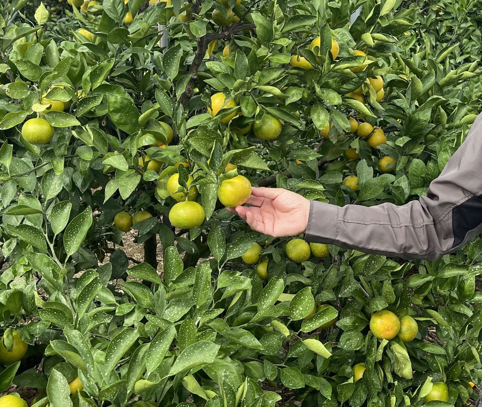 【送料込】和歌山から大人気！極早生みかんの王様！「ゆら早生」3kg/5kgセット