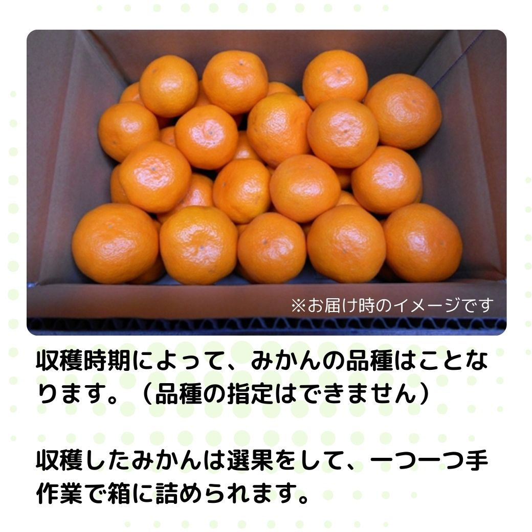 【予約販売】愛媛の農園より直送！温州みかん【早生か中生をお選びできます！いのうえ果樹園】　サイズは無選別（2S～2L）3kgまたは5kg　