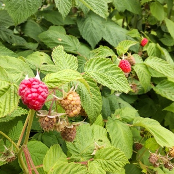 北海道富良野市山部よりお届け！無農薬ふらのラズベリージャム4本セット（170g×４本）　