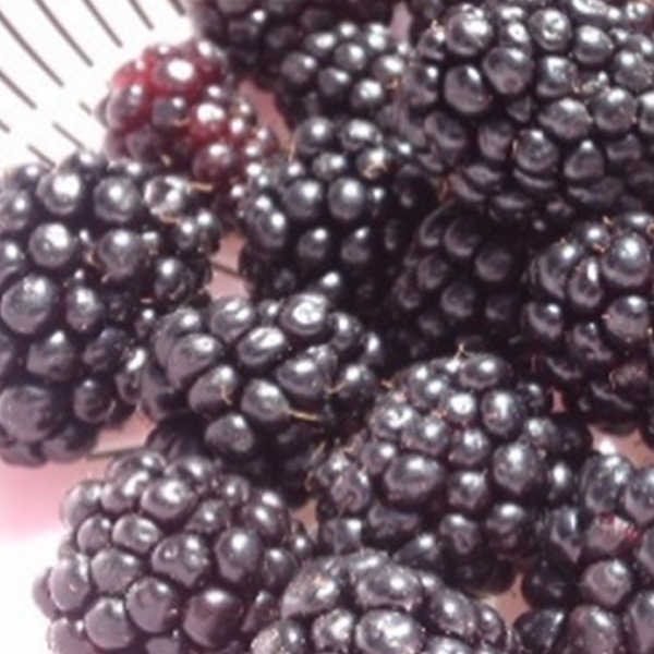 北海道富良野市山部よりお届け！無農薬ふらのラズベリージャム4本セット（170g×４本）　