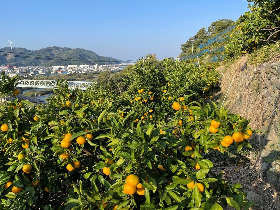 【送料込】江戸時代からの伝統！本場和歌山県からお届け「有田みかん」3kg/5kgセット