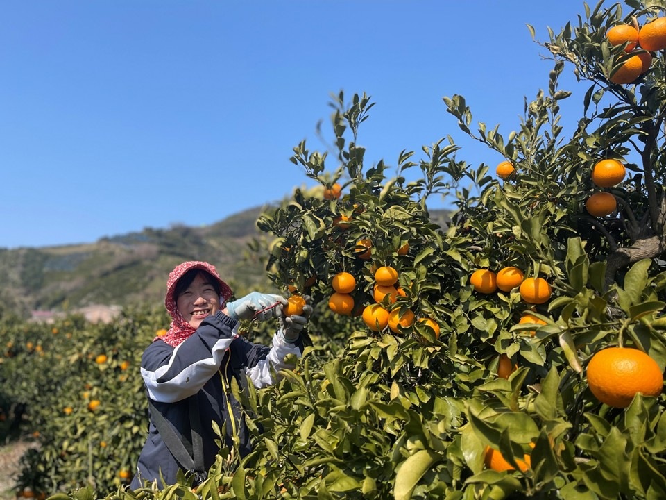 【送料込】江戸時代からの伝統！本場和歌山県からお届け「有田みかん」3kg/5kgセット