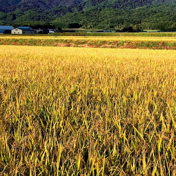 ◇◇令和7年の販売は未定です◇◇【送料込】希少なお米「ゆきさやか ◇◇令和7年の販売は未定です◇◇【送料込】希少なお米「ゆきさやか