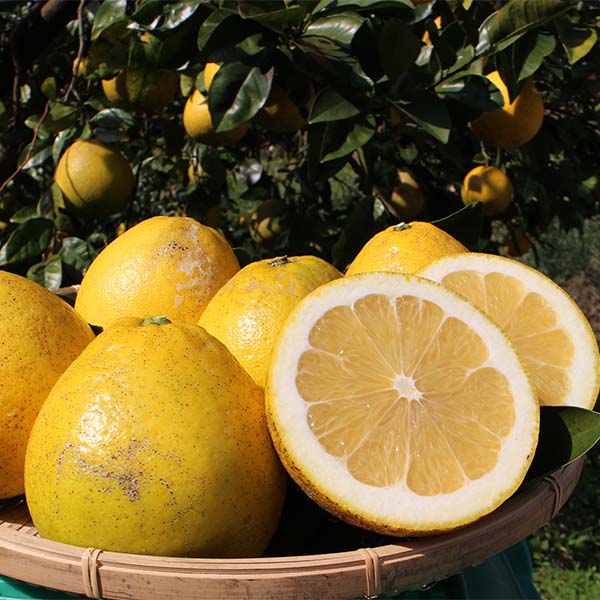 【送料込】愛媛県愛南町の農園より直送！「木成り栽培」にこだわった 河内晩柑 ご家庭用・訳あり品4kg(サイズ不揃い)