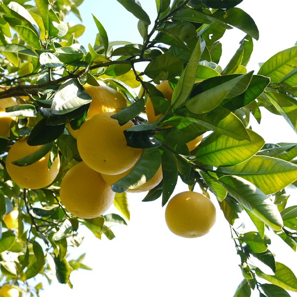 【送料込】愛媛県愛南町の農園より直送！「木成り栽培」にこだわった 河内晩柑 ご家庭用・訳あり品4kg(サイズ不揃い)