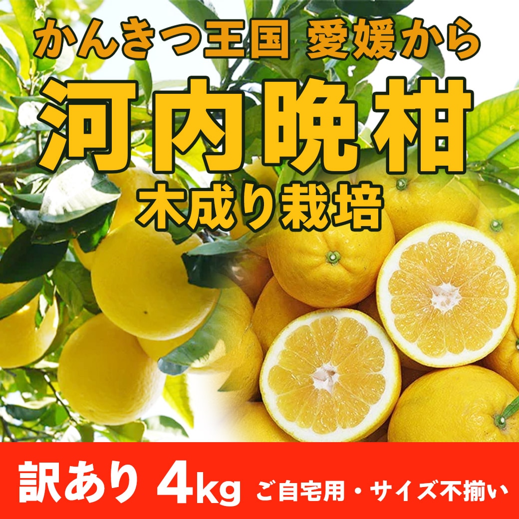 【送料込】愛媛県愛南町の農園より直送！「木成り栽培」にこだわった 河内晩柑 ご家庭用・訳あり品4kg(サイズ不揃い)