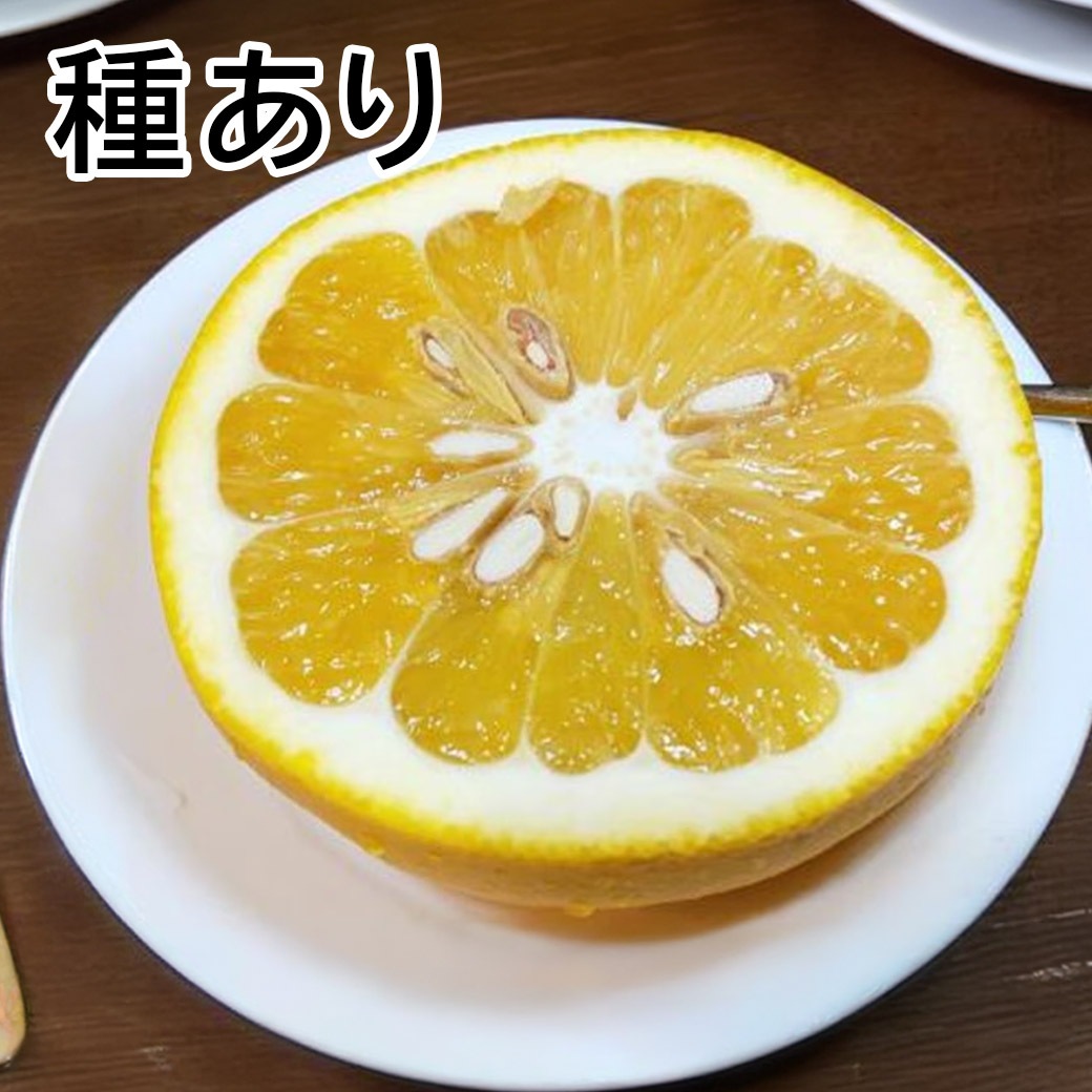 【送料込】愛媛県愛南町の農園より直送！「木成り栽培」にこだわった 河内晩柑 ご家庭用・訳あり品4kg(サイズ不揃い)