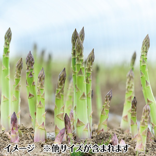 【いよいよ6月15日まで】北海道ほりぐち農園から直送！朝採り収穫みずみずしいアスパラ　サイズ混合（L～S）無選別品